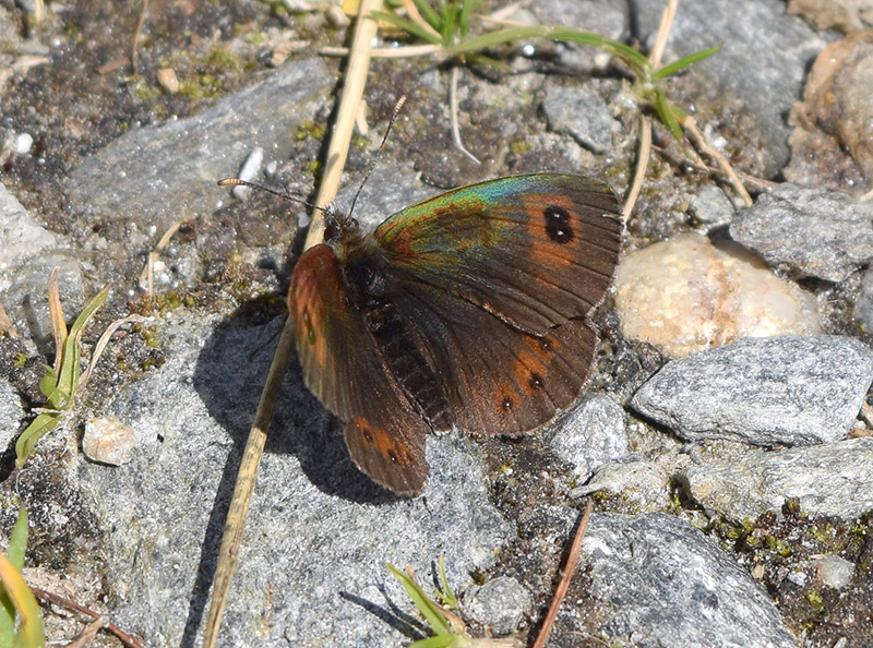 Nymphalidae: Erebia nivalis o tyntarus?... Erebia cassioides